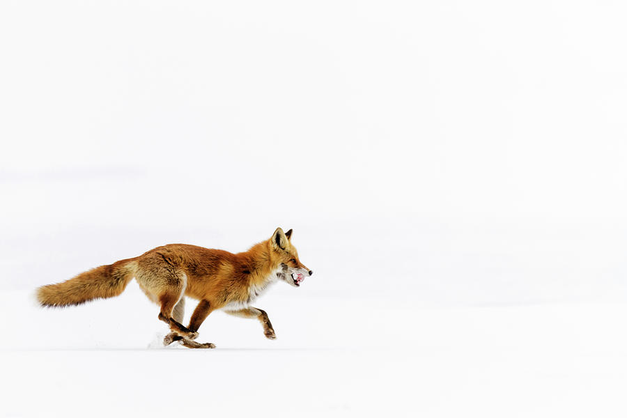 Red Fox Running In Snowy Landscape Photograph by Pixelchrome Inc