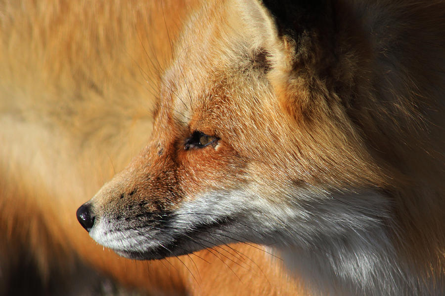 Red Fox Shirley New York Photograph by Bob Savage