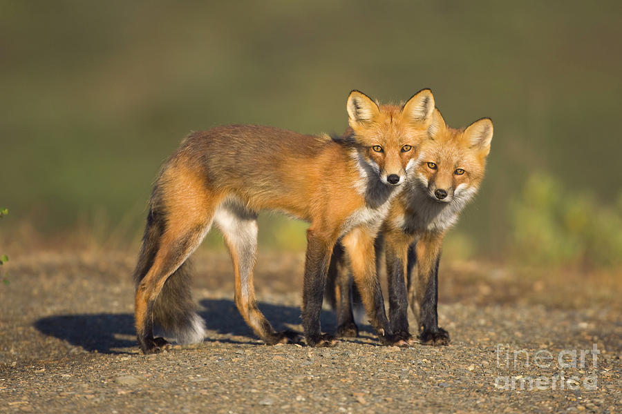 Red Fox Siblings in Denali  Photograph by Yva Momatiuk John Eastcott