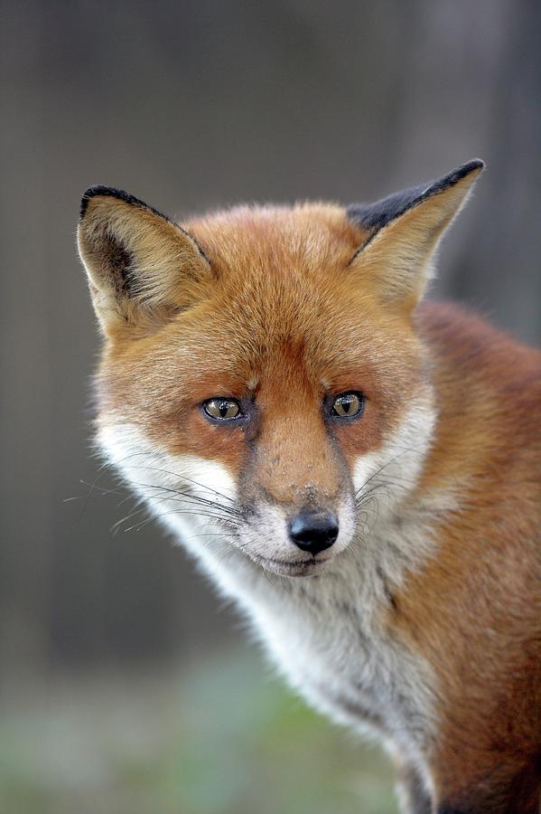 Red Fox Photograph by Simon Booth/science Photo Library - Pixels