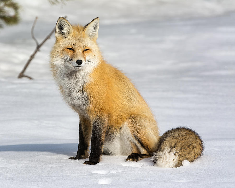 Red Fox Sitting Photograph by Michael Ash