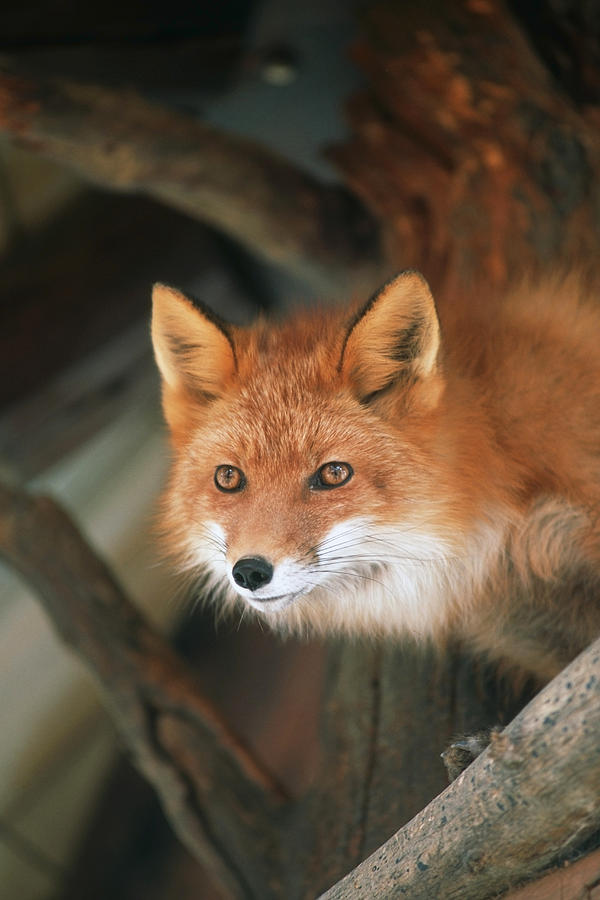 Red Fox Sitting Under A Shelter Photograph by Doug Lindstrand