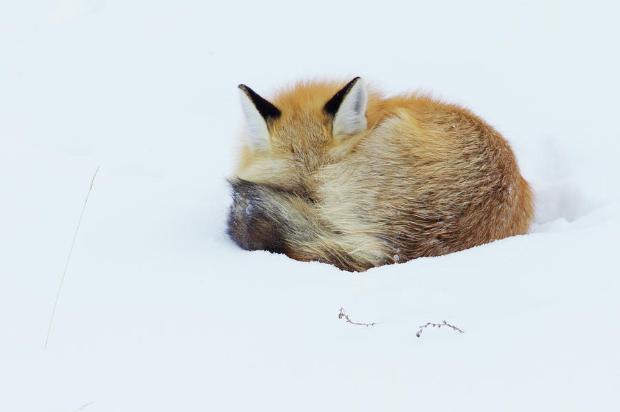 Out Foxing Winter, original watercolor, 10x13 inches, red fox curled up in deals the snow