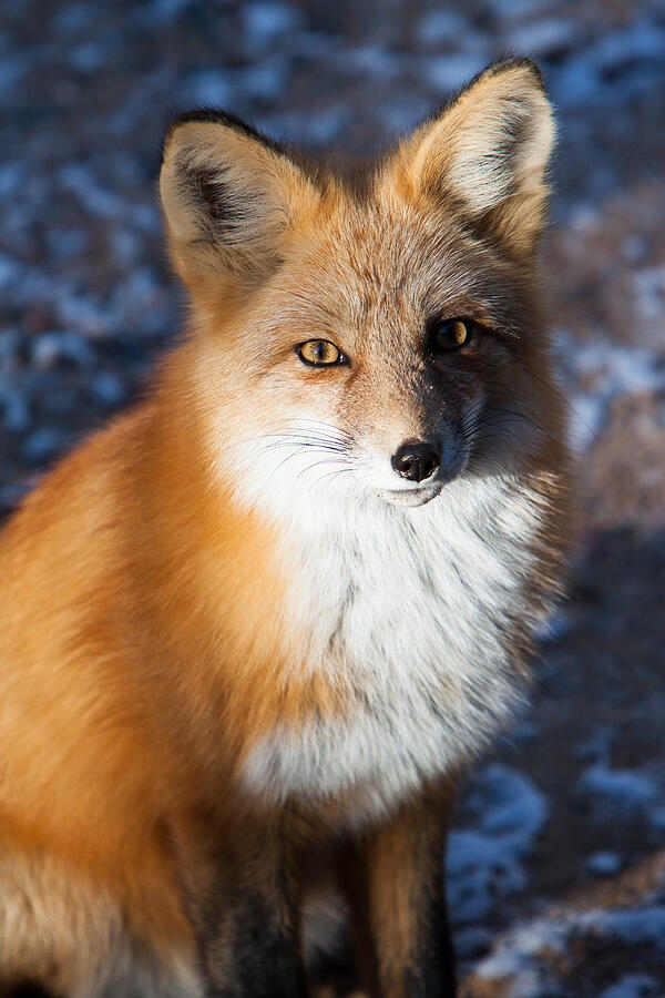 Red Fox Standing Photograph by John Wadleigh