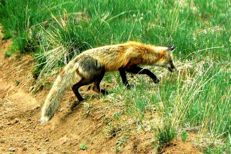 Red Fox Stealthing Photograph by Marilyn Burton