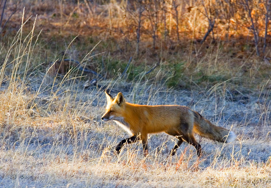 Red Fox Photograph by Steven Krull