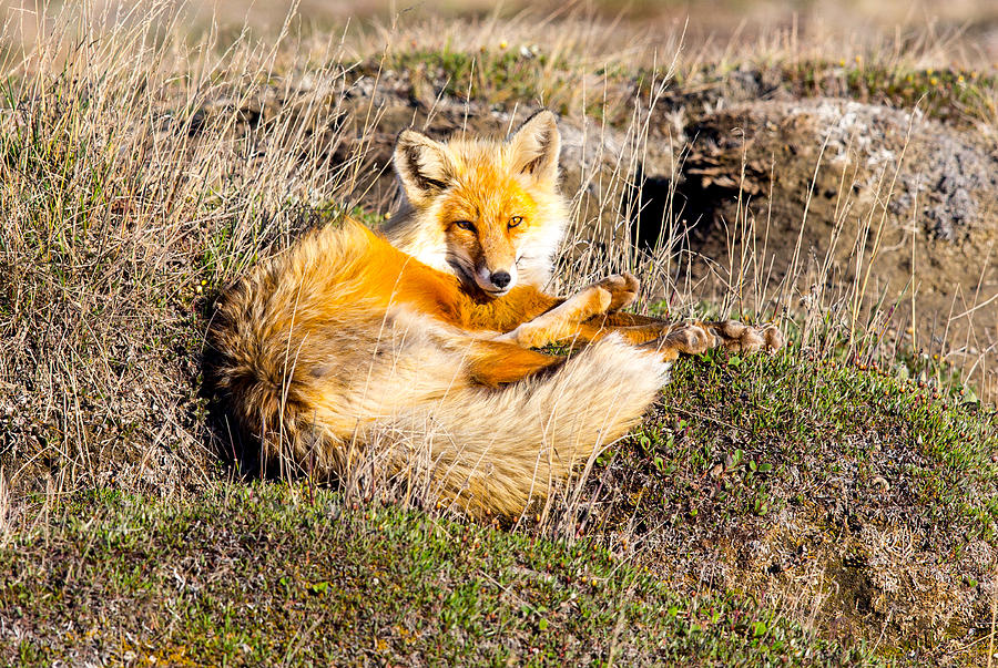 Red Fox Sunning himself Photograph by Sam Amato