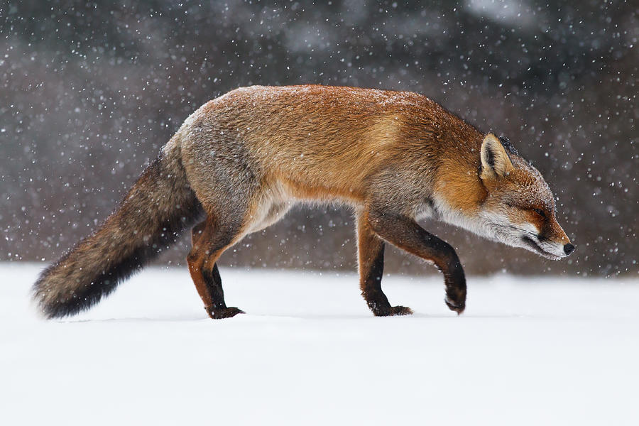 Winter Photograph - Red fox trotting through a snowshower by Roeselien Raimond