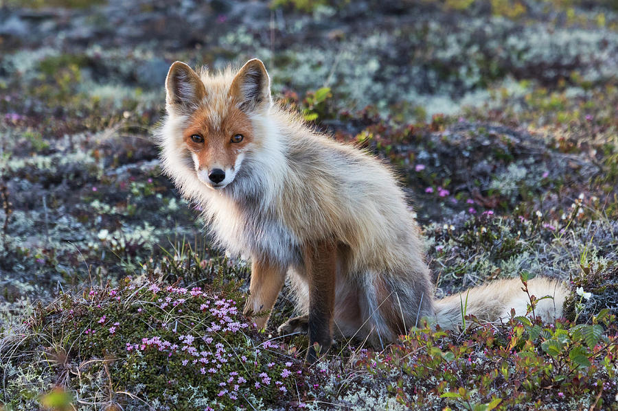 Red Fox, Tundra In Bloom Photograph by Ken Archer - Pixels