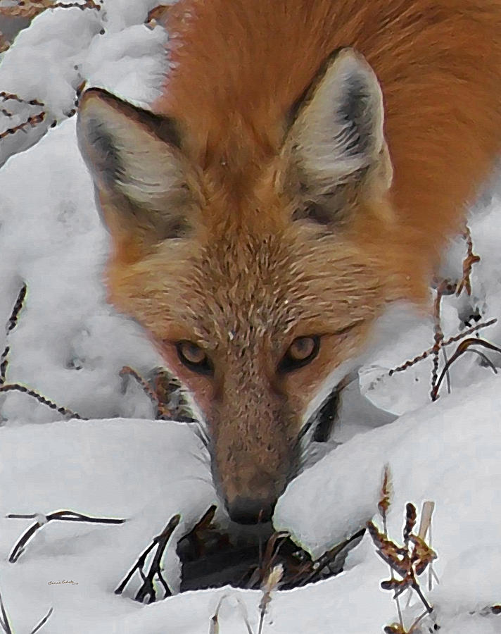 Red Fox Upclose Digital Art by Ernest Echols