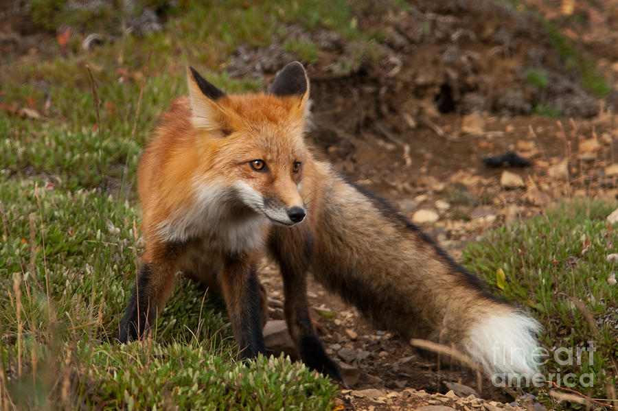 Red Fox Vulpes Fulva Photograph by Ron Sanford