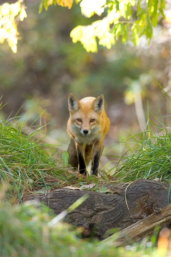 Red Fox Vulpes Vulpes Photograph by Craig K. Lorenz