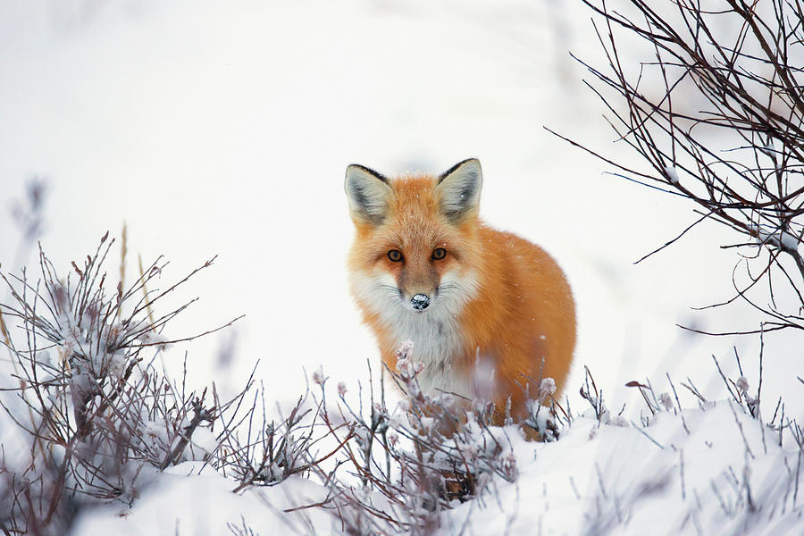 Red Fox Vulpes Vulpes In The Snow Along Photograph by Robert Postma / Design Pics