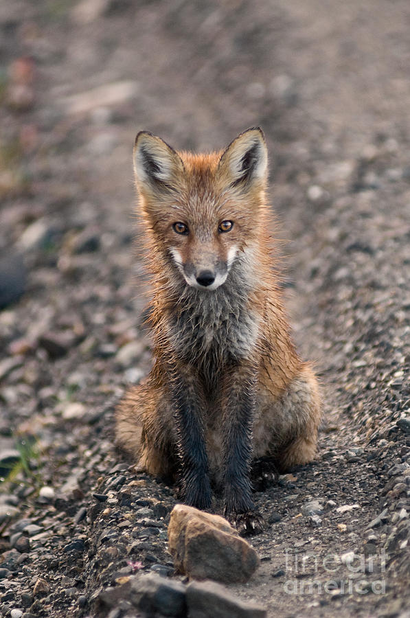 Red Fox Vulpes Vulpes Photograph by Ron Sanford