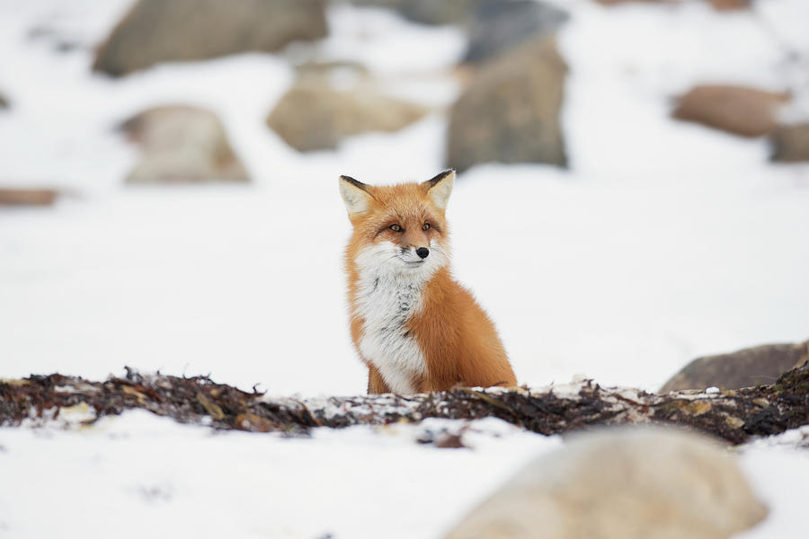 Red Fox Vulpes Vulpes Sitting In The Photograph by Robert Postma / Design Pics