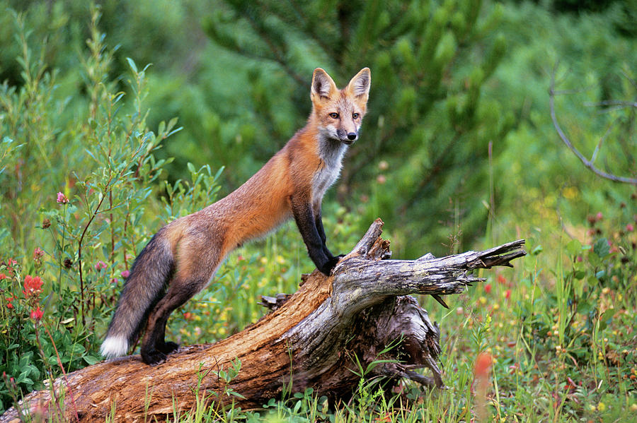 Stock photo of Red fox (Vulpes vulpes) standing on hind legs with front  paws on tree…. Available for sale on