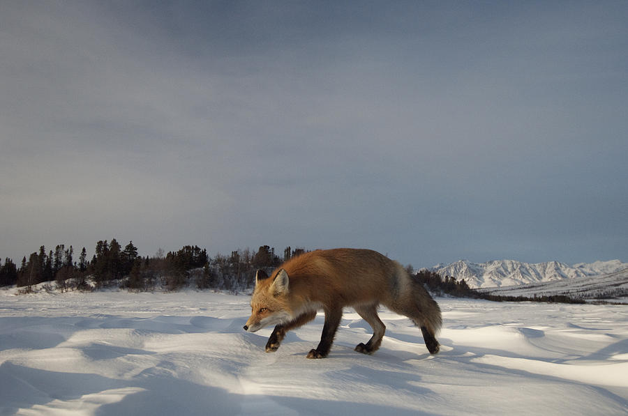 Red Fox Walking In Snow Alaska Photograph by Michael Quinton