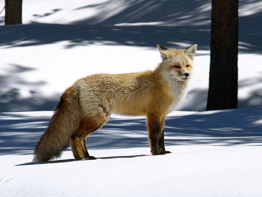 Red Fox Welcomes Spring Photograph by DeeLon Merritt