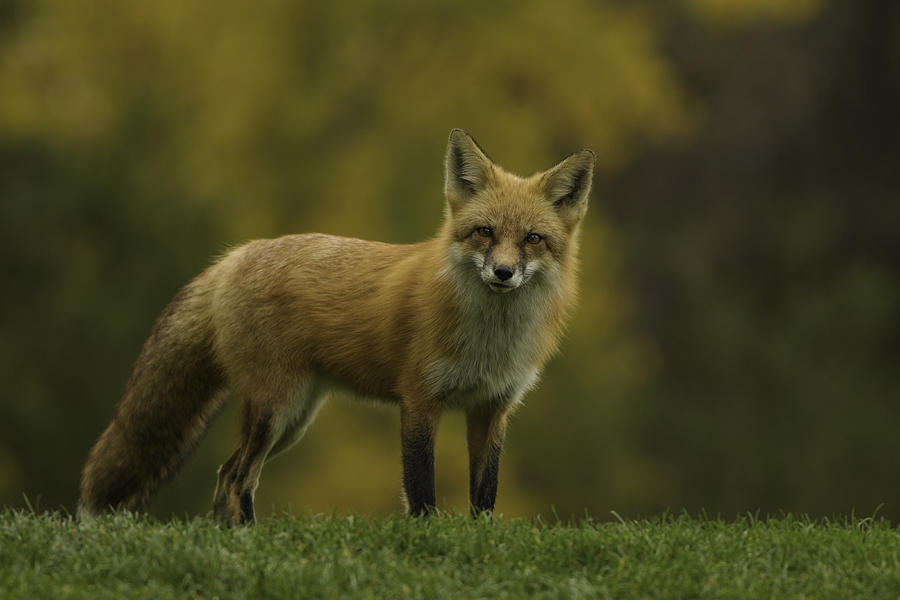 Лиса несет Лисенка. Лиса принесла. Natural Fox Colors. 240x150 px лисы.