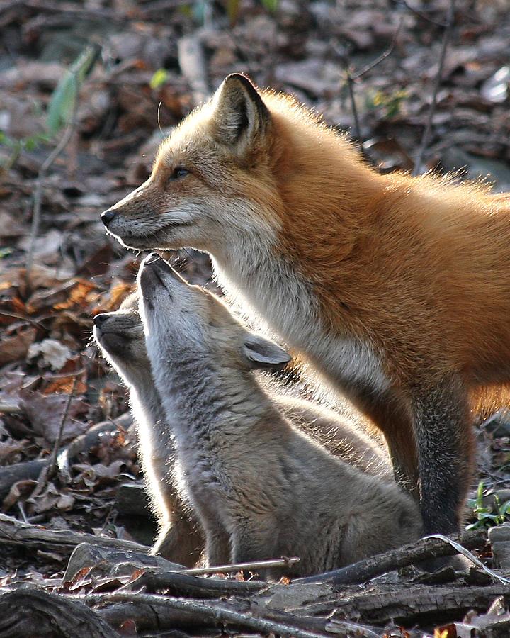 Nature Photograph - Red fox with kits by Doris Potter