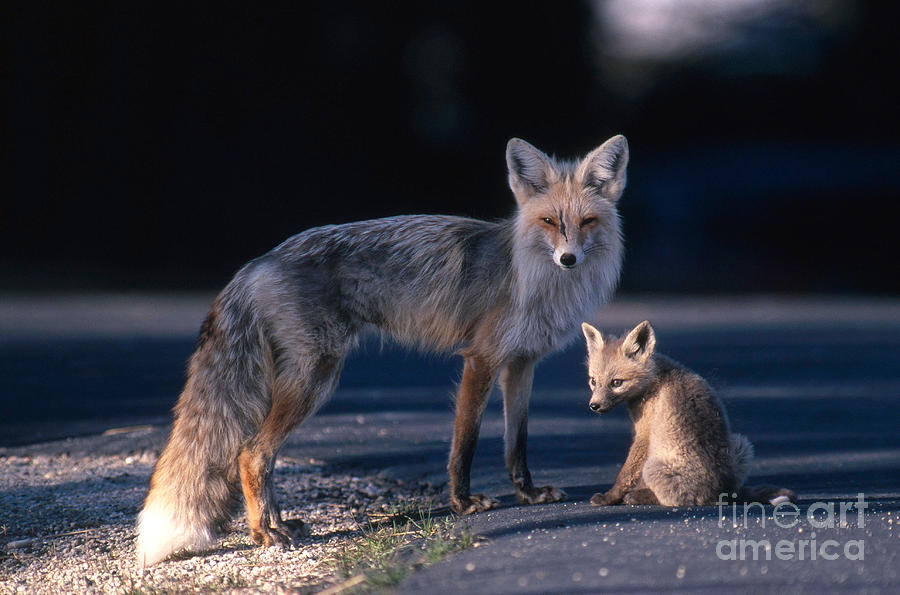 Fox Photograph - Red Fox With Pup by William H. Mullins