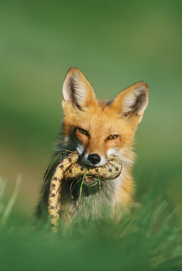 Red Fox with Snake Photograph by D Robert Franz
