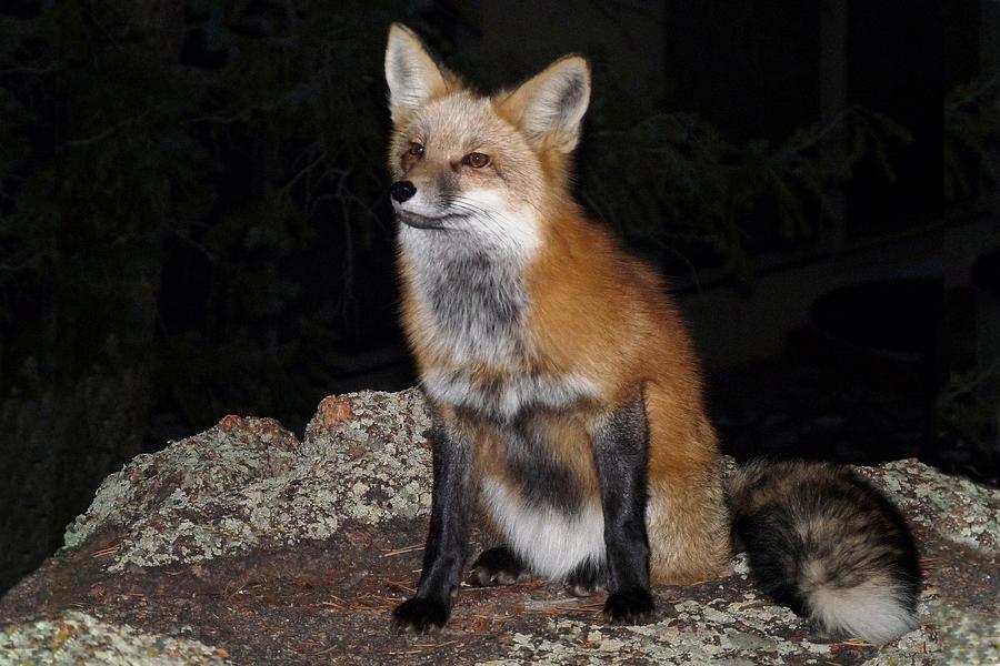 Red Fox with Winter Coat Photograph by Marilyn Burton
