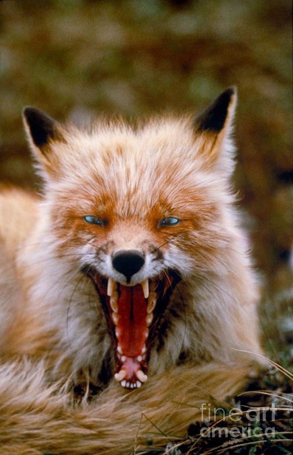 Red Fox Yawning Photograph by Ron Sanford & Mike Agliolo