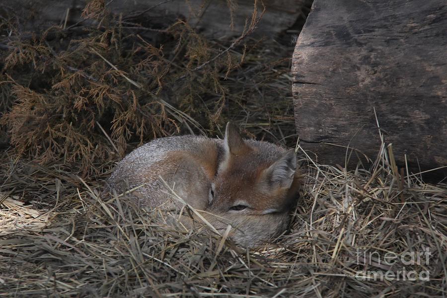 Red Fox Photograph by Yumi Johnson