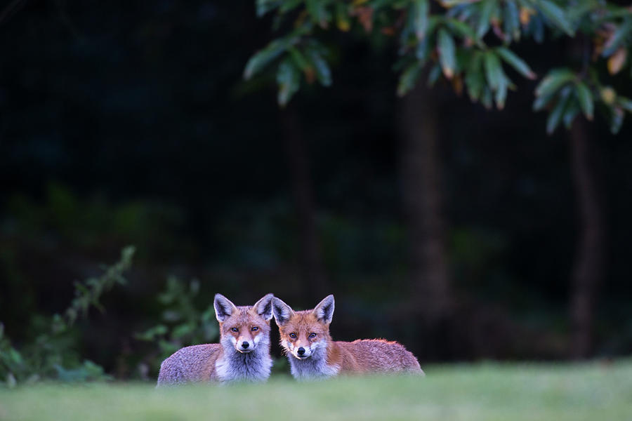 Red Foxes At Edge Of Forest At Twilight Photograph by James Warwick