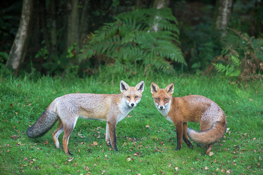 Red Foxes At Edge Of Forest Photograph by James Warwick