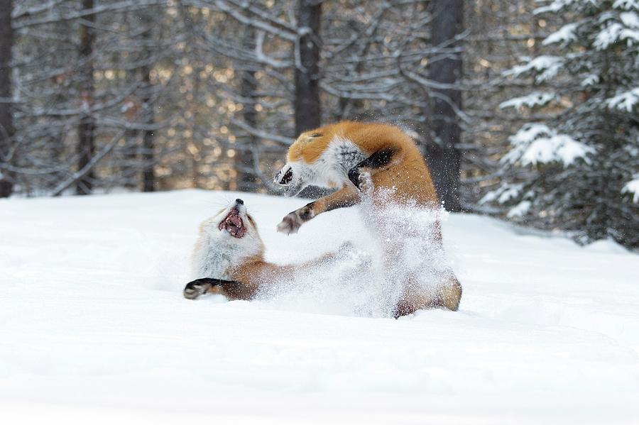 Red Foxes Interacting In Snow Photograph by Dr P. Marazzi/science Photo Library