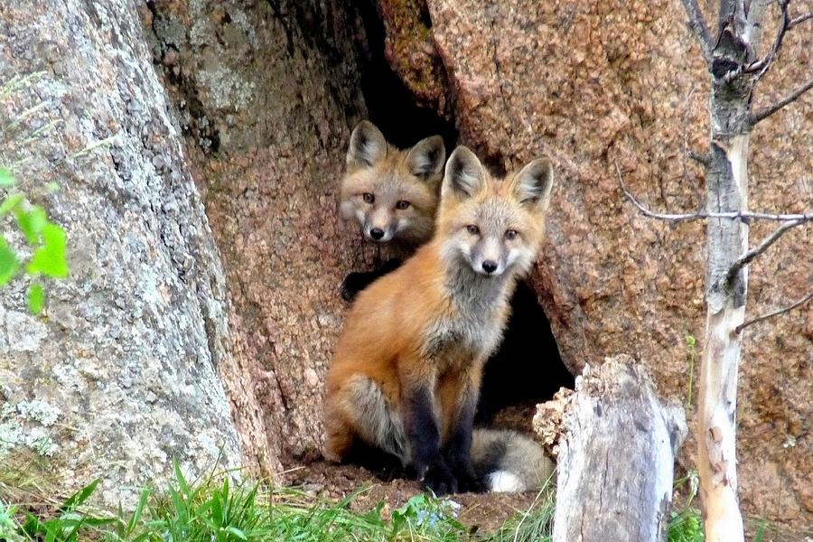 Red Foxes Photograph by Marilyn Burton