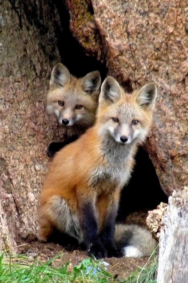 Red Foxes - Portrait Photograph by Marilyn Burton