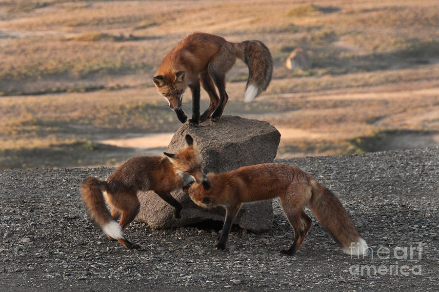 Red Foxes Vulpes Fulva Photograph by Ron Sanford