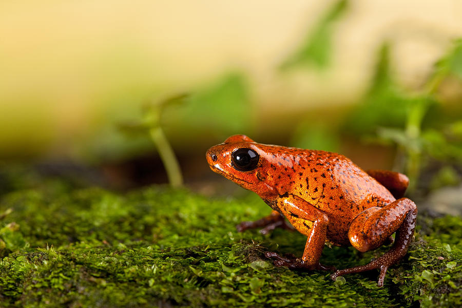 Red Frog Photograph by Dirk Ercken