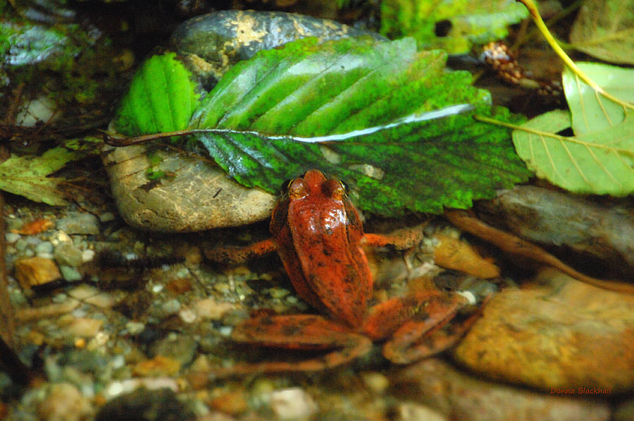 Red Frog Of Fern Canyon Photograph by Donna Blackhall
