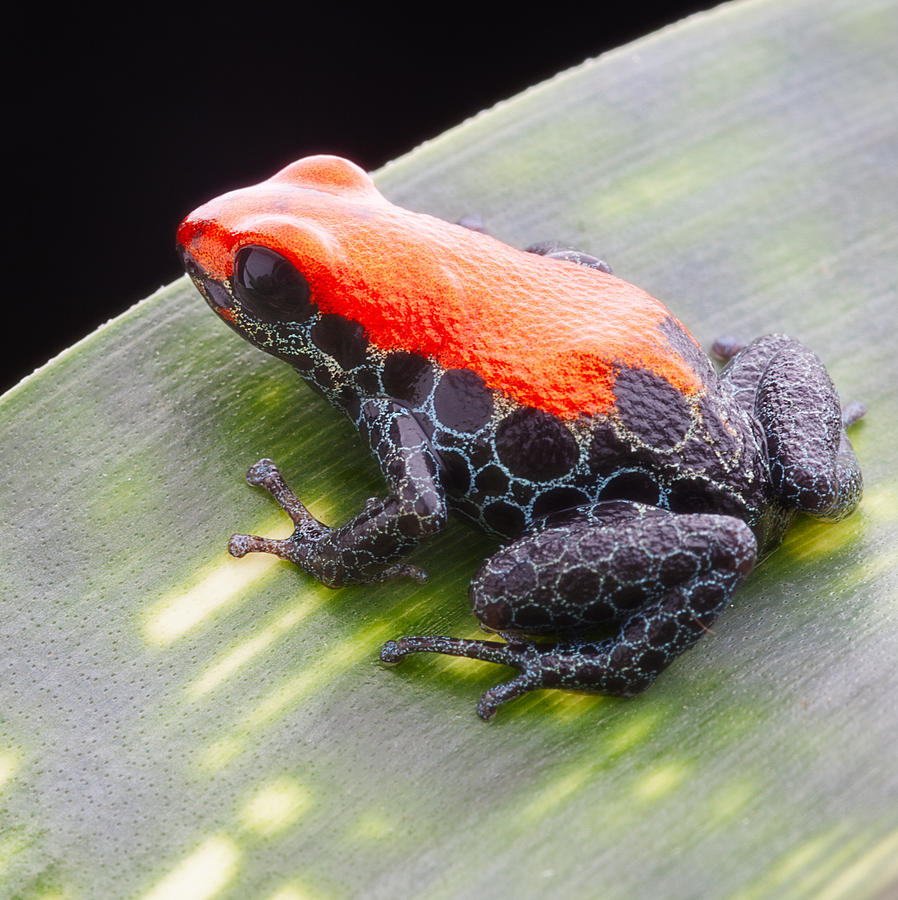 Jungle Photograph - red frog Ranitomeya reticulata by Dirk Ercken