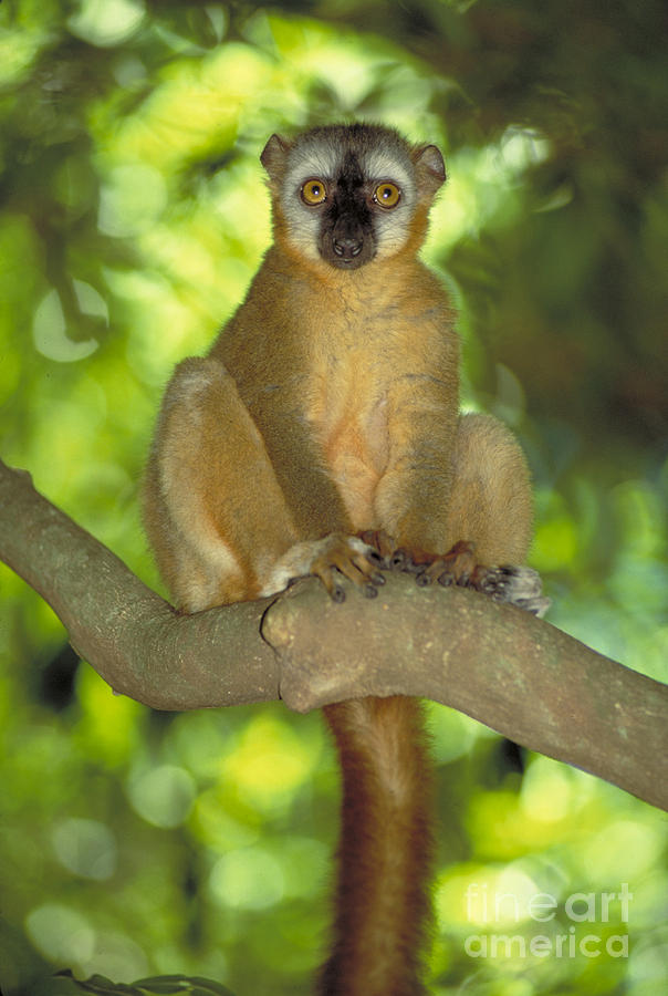 Red Fronted Brown Lemur Photograph by Art Wolfe