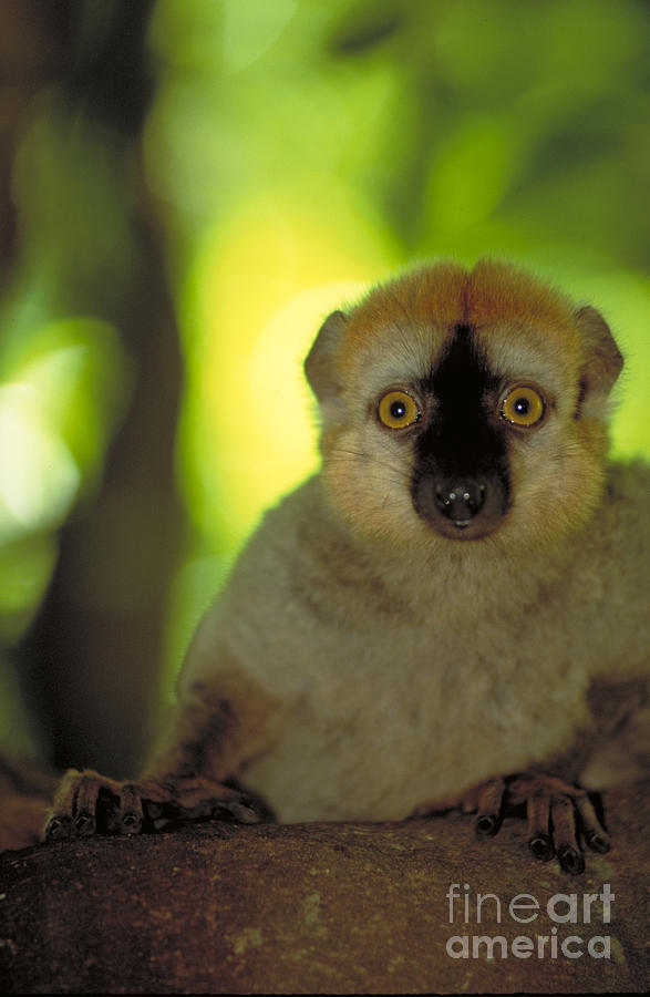 Red Fronted Brown Lemur. Madagascar Photograph by Art Wolfe