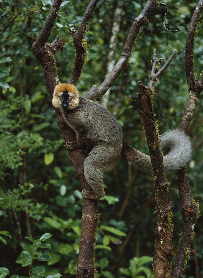 Red-fronted Brown Lemur Male Ranomafana Photograph by Konrad Wothe
