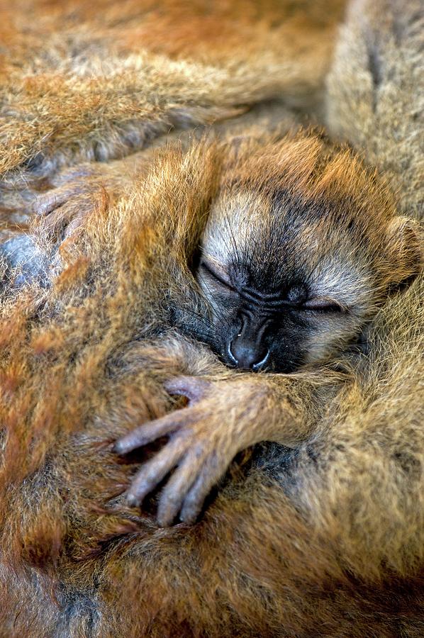 Red-fronted Lemur Baby Photograph by Tony Camacho/science Photo Library