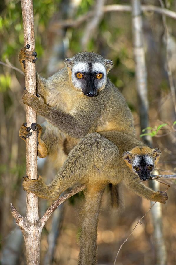 Red-fronted Lemur Mother And Baby Photograph by Tony Camacho/science Photo Library