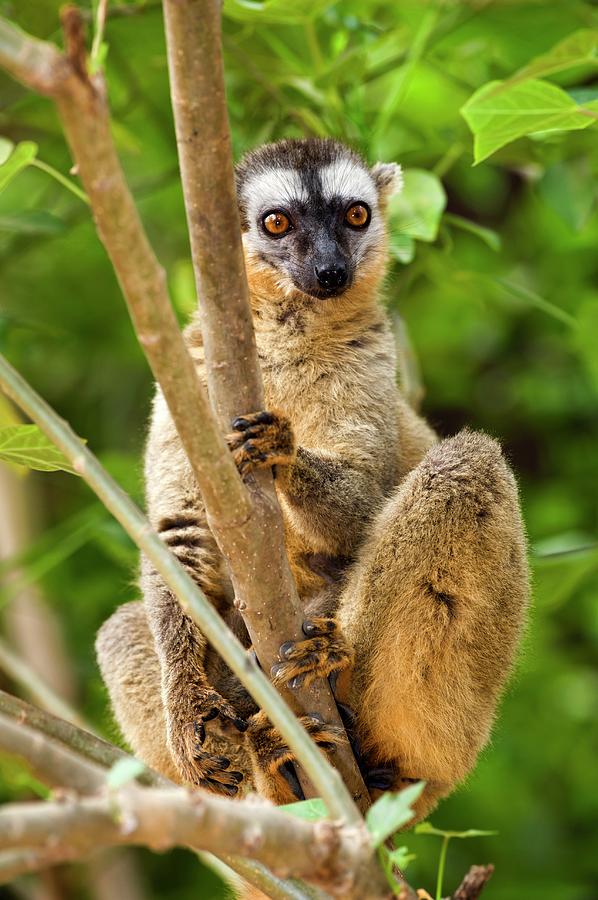 Red-fronted Lemur Photograph by Tony Camacho/science Photo Library