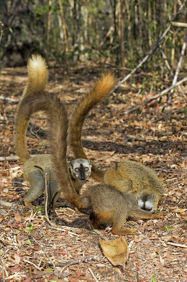 Red-fronted Lemurs Foraging Photograph by Tony Camacho/science Photo Library