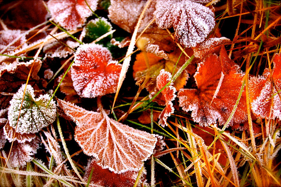 Red Frost Photograph by HweeYen Ong