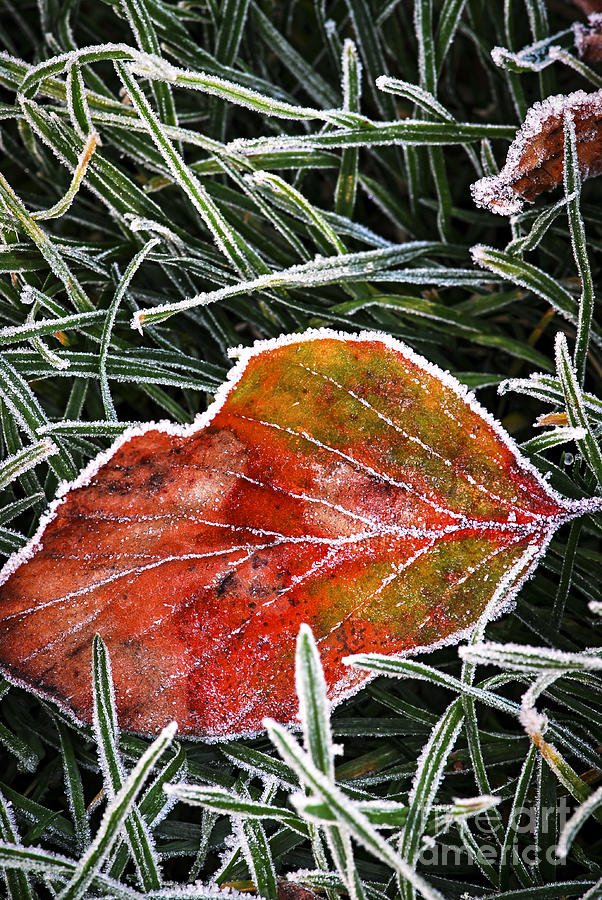 Red Frosty Leaf On Frozen Ground Photograph