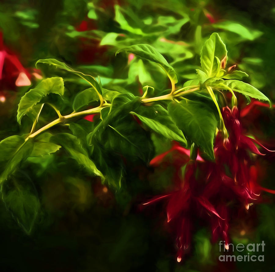 Red Fuchsias Photograph by Shirley Mangini