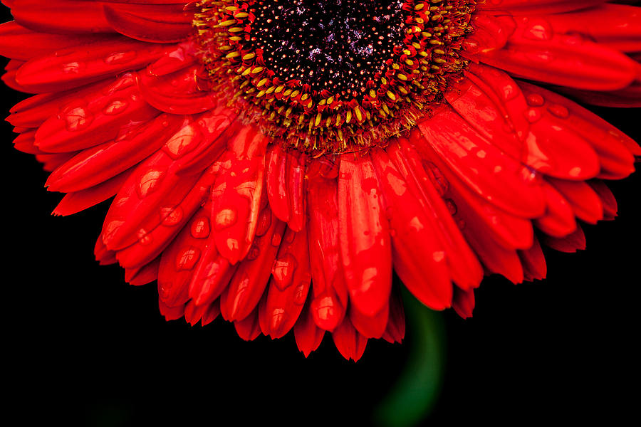 Red Garbera Daisy Portrait Photograph
