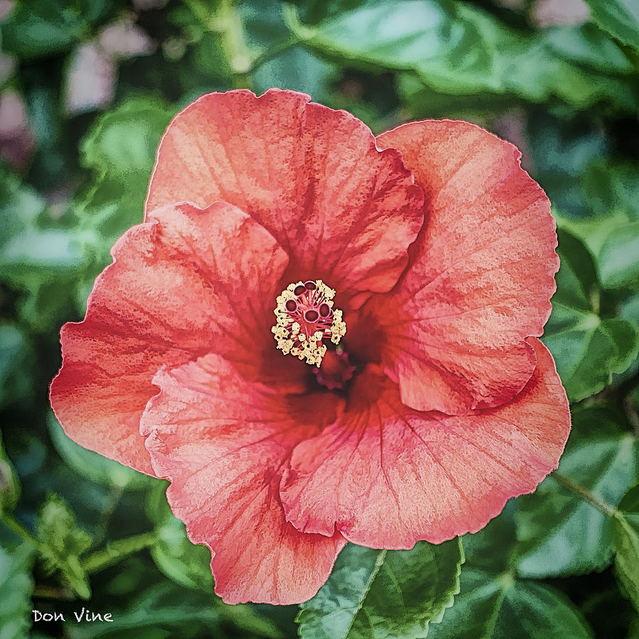 Red Garden Hibiscus  cc Photograph by Don Vine